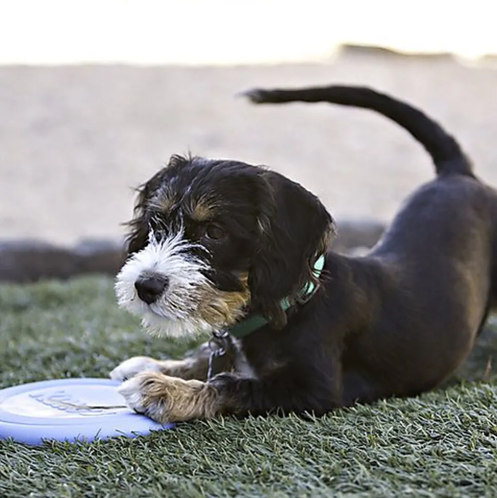 KONG - Jouet Frisbee Puppy Flyer pour Chiots