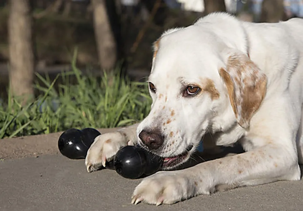 KONG - Jouet Os Extreme Goodie Bone pour Chien - Noir