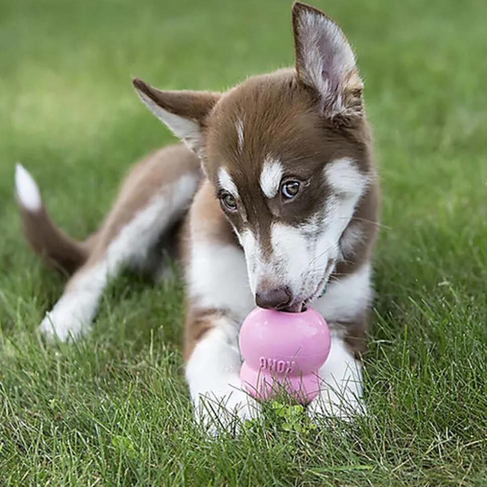 KONG - Pâté de Foie Easy Treat au Poulet pour Chiot