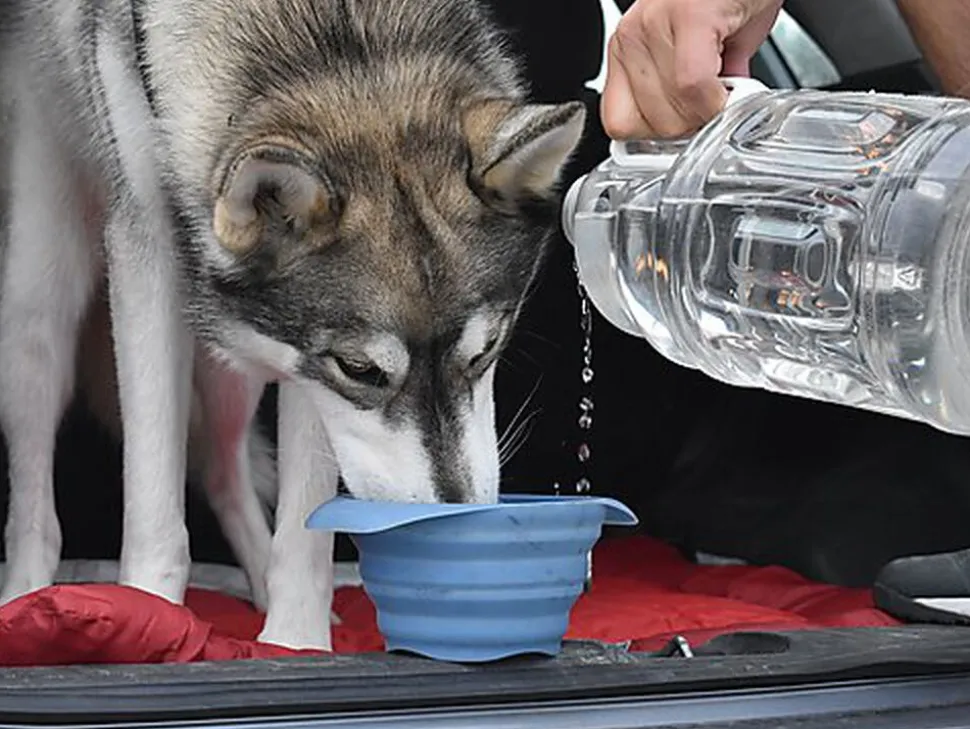 Kurgo - Bol Pliable "Collaps-A- Bowl" pour Chiens - Bleu