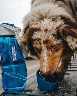 Kurgo - Gourde 2 en 1 Bol Intégré pour Chien - Bleu