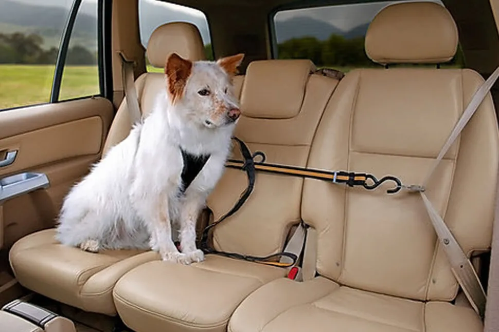 Kurgo - Tyrolienne de Sécurité ZIP LINE pour Chiens