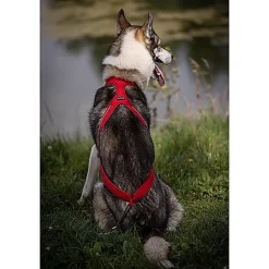 Kyflie - Harnais de Traction Ludus rouge pour Chien
