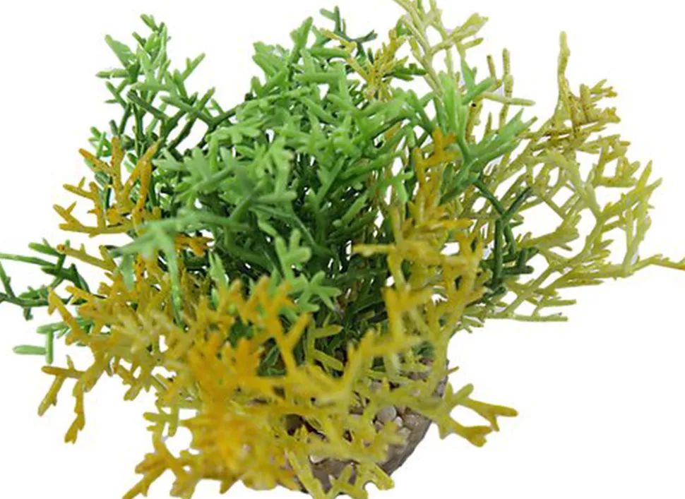 Labeo - Corail coloré - Plante Artificielle Aquarium