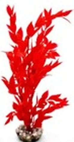 Labeo - Cycared coloré - Plante Artificielle Aquarium