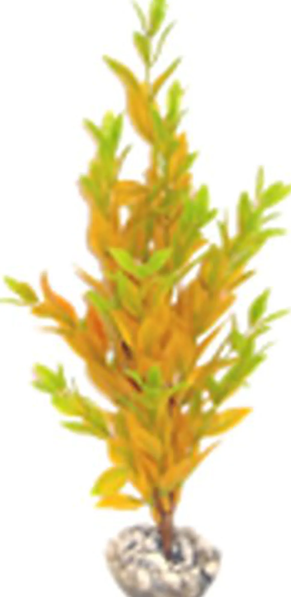 Labeo - Cycared coloré - Plante Artificielle Aquarium