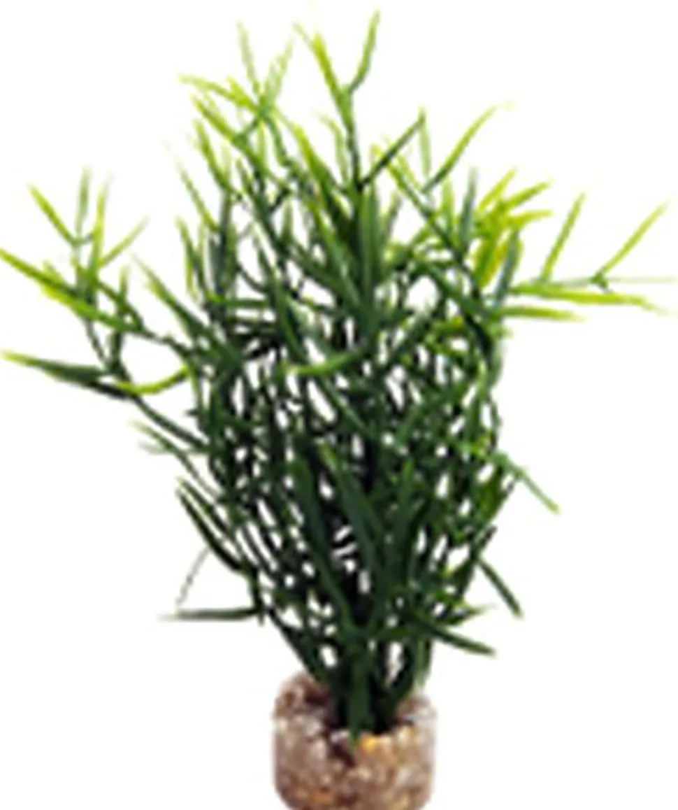 Labeo - Herbe marine colorée - Plante Artificielle Aquarium