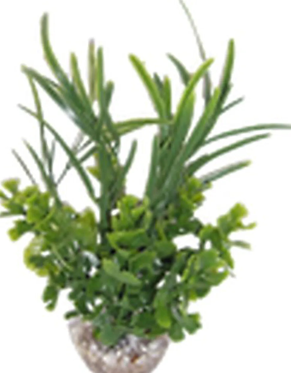 Labeo - Herbe papillon - Plante Artificielle Aquarium