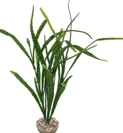 Labeo - Plante Décorative Aponogeton pour Aquarium