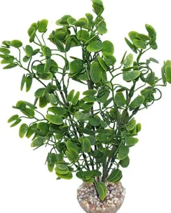 Labeo - Plante Décorative Micranthenum pour Aquarium - Vert