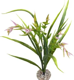 Labeo - Plante Décorative Tillandsia PM pour Aquarium - Vert/Rose