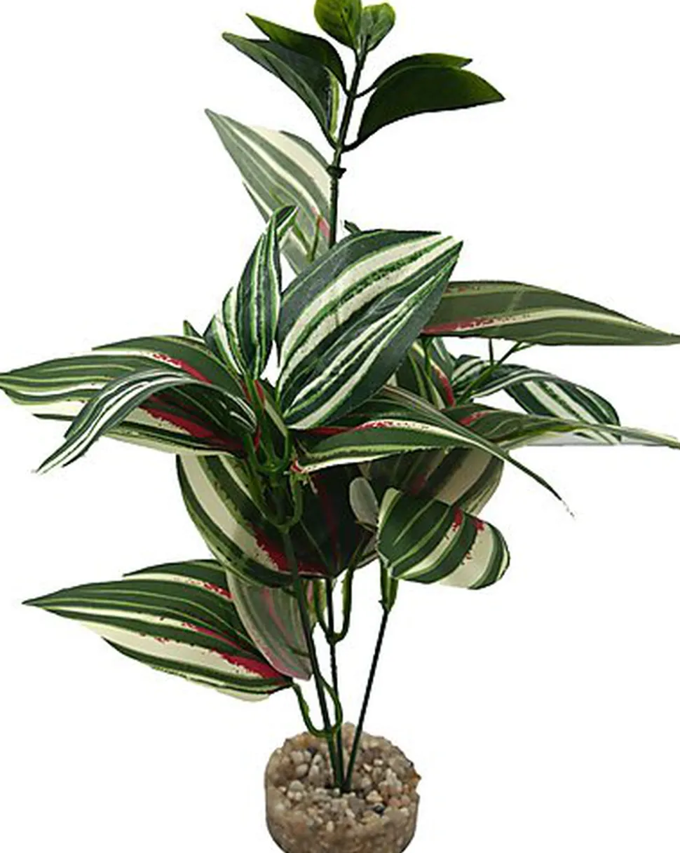 Labeo - Plante Verte Assortie Décorative pour Terrarium