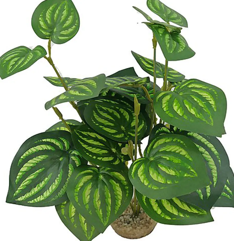 Labeo - Plante Verte Assortie Décorative pour Terrarium