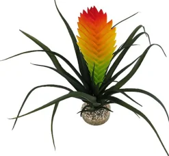 Labeo - Plante Vriesia Décorative pour Terrarium