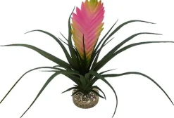 Labeo - Plante Vriesia Décorative pour Terrarium