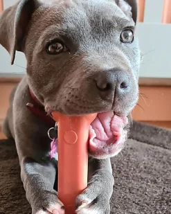 Nylabone - Jouet à Mâcher Extreme Bone Bacon