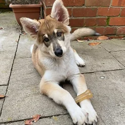 Nylabone - Jouet à Mâcher Puppy Stages Pack Poulet Bacon et Bœuf - M