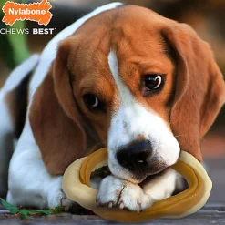 Nylabone - Jouet Anneau à Mâcher Bully Stick Extreme Ring Bone - M