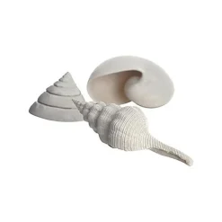 Oase - Lot de Décor Coquillages Blanc pour Aquarium BiOrb - x3