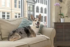 Pet Safe - Collier Anti-Aboiement Lite PBC19-16448 pour Chien