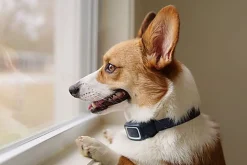 PetSafe - Collier Anti-Aboiement en Spray pour Chien