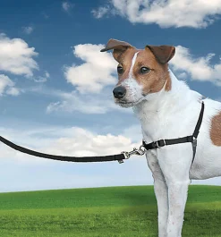 PetSafe - Harnais Easy Walk Noir pour Chiens - XL