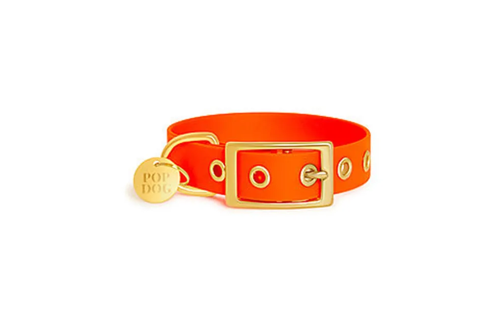 Pop Dog - Collier à ¼illet Foufou Orange pour Chien