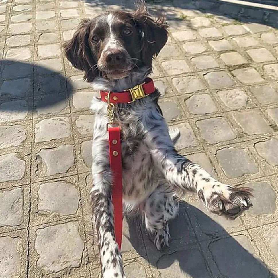 Pop Dog - Collier Diablotin Rouge pour Chien