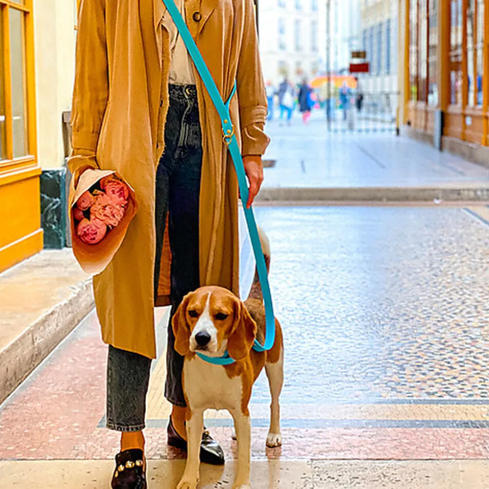 Pop Dog - Collier Dragueur Bleu pour Chien