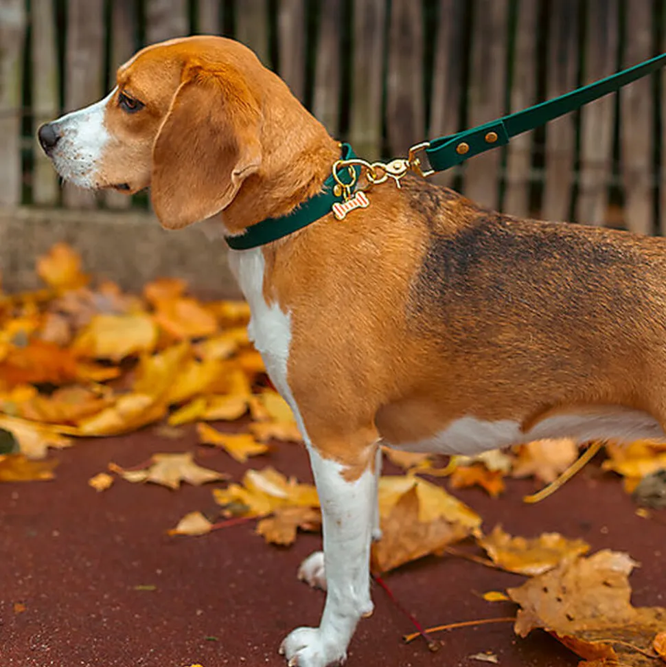 Pop Dog - Collier Elégant Vert pour Chien