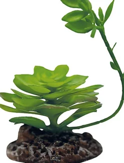 Repto - Décoration Plante Echeveria - Réptiles