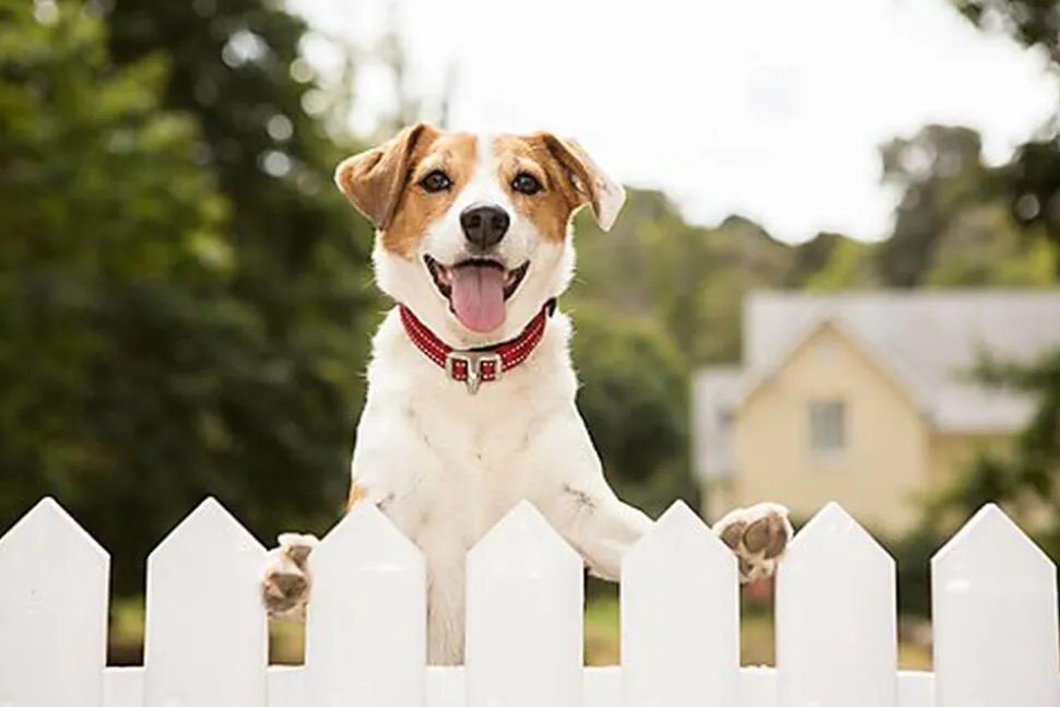 Rogz - Collier de Sécurité Safety Collar Noir pour Chien