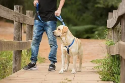 Rogz - Laisse Control Lead Anti-choc pour Chien - Noir