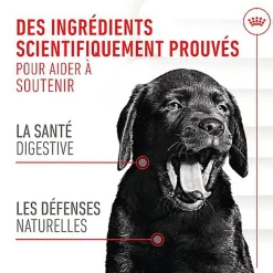 Royal Canin - Aliment Complémentaire Immunity & Digestion pour Chiots - 100g