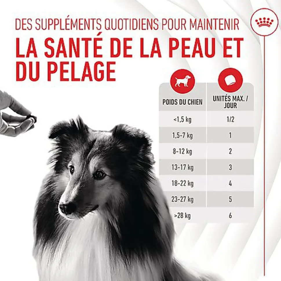 Royal Canin - Aliment Complémentaire Adult Skin & Coat Chews pour Chiens - 240g