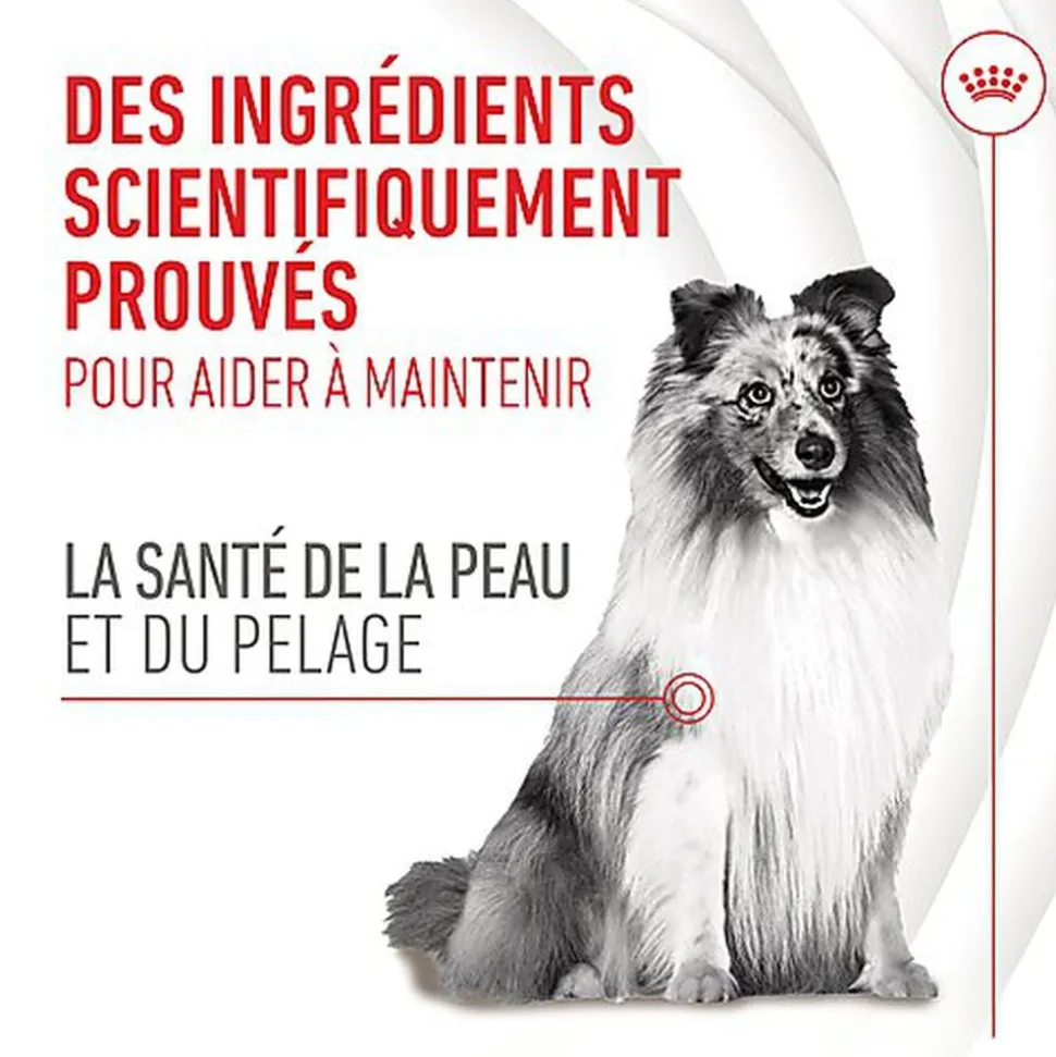 Royal Canin - Aliment Complémentaire Adult Skin & Coat Chews pour Chiens - 240g