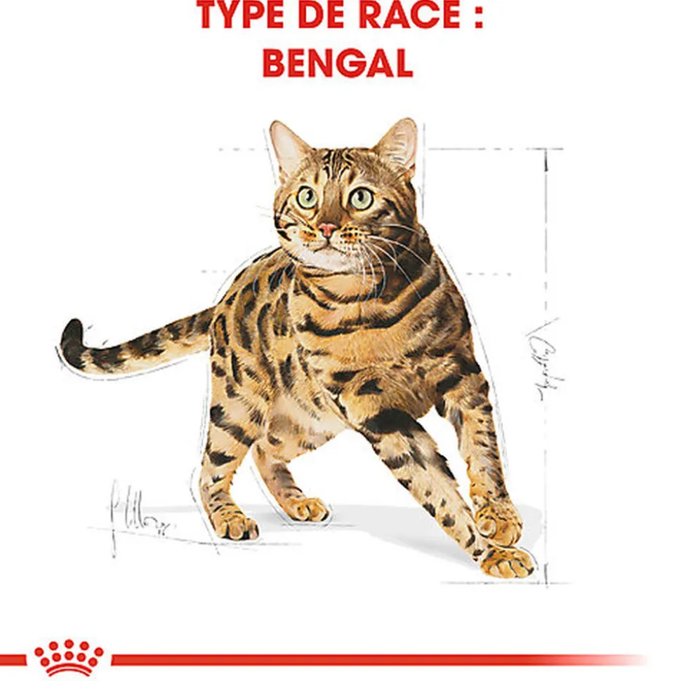 Royal Canin - Croquettes BENGAL ADULT Pour Chat