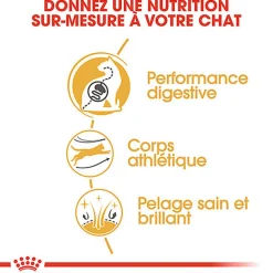 Royal Canin - Croquettes BENGAL ADULT Pour Chat