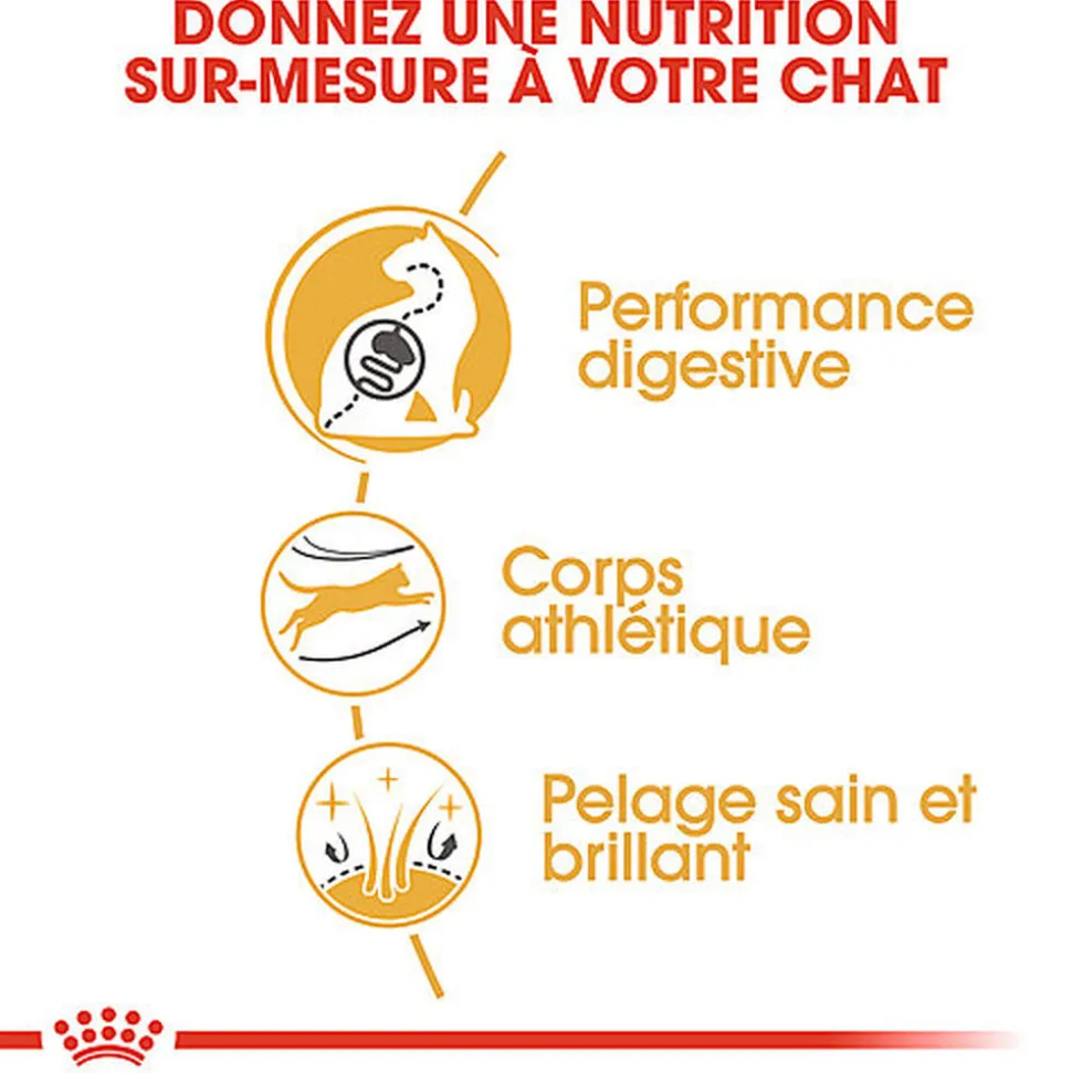 Royal Canin - Croquettes BENGAL ADULT Pour Chat