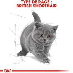 Royal Canin - Croquettes British Shorthair Kitten pour Chatons - 2Kg