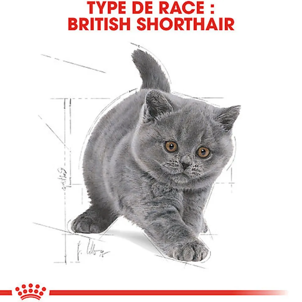 Royal Canin - Croquettes British Shorthair Kitten pour Chatons - 2Kg