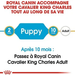 Royal Canin - Croquettes Cavalier King Charles Junior pour Chiot - 1,5Kg