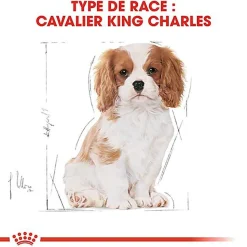Royal Canin - Croquettes Cavalier King Charles Junior pour Chiot - 1,5Kg