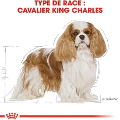 Royal Canin - Croquettes Cavalier King Charles Adult - 1,5Kg