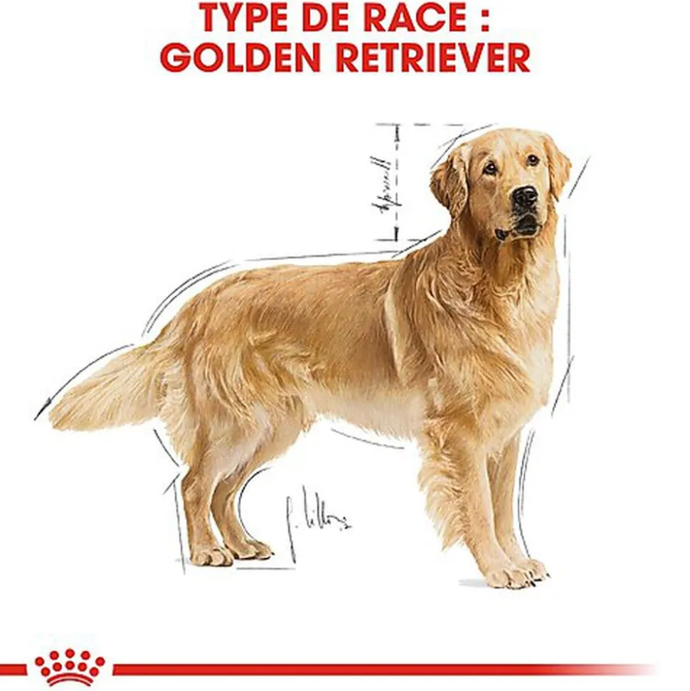 Royal Canin - Croquettes Golden Retriever pour Chien Adulte