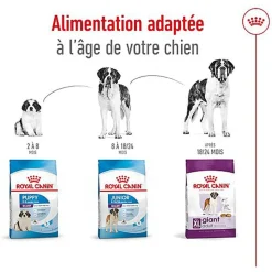 Royal Canin - Croquettes Giant Adult pour Chien - 15Kg