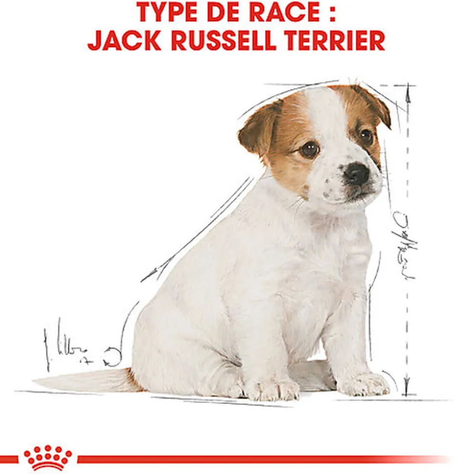 Royal Canin - Croquettes Jack Russell Junior - 3Kg