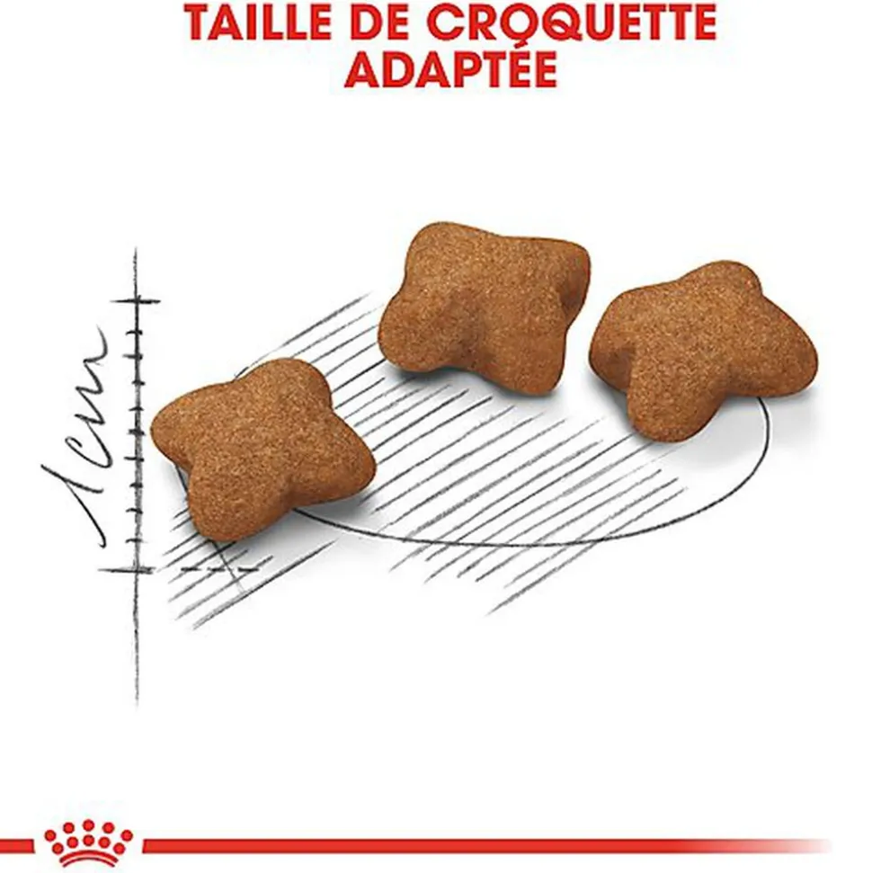 Royal Canin - Croquettes Kitten Sterilised pour Chaton - 400g