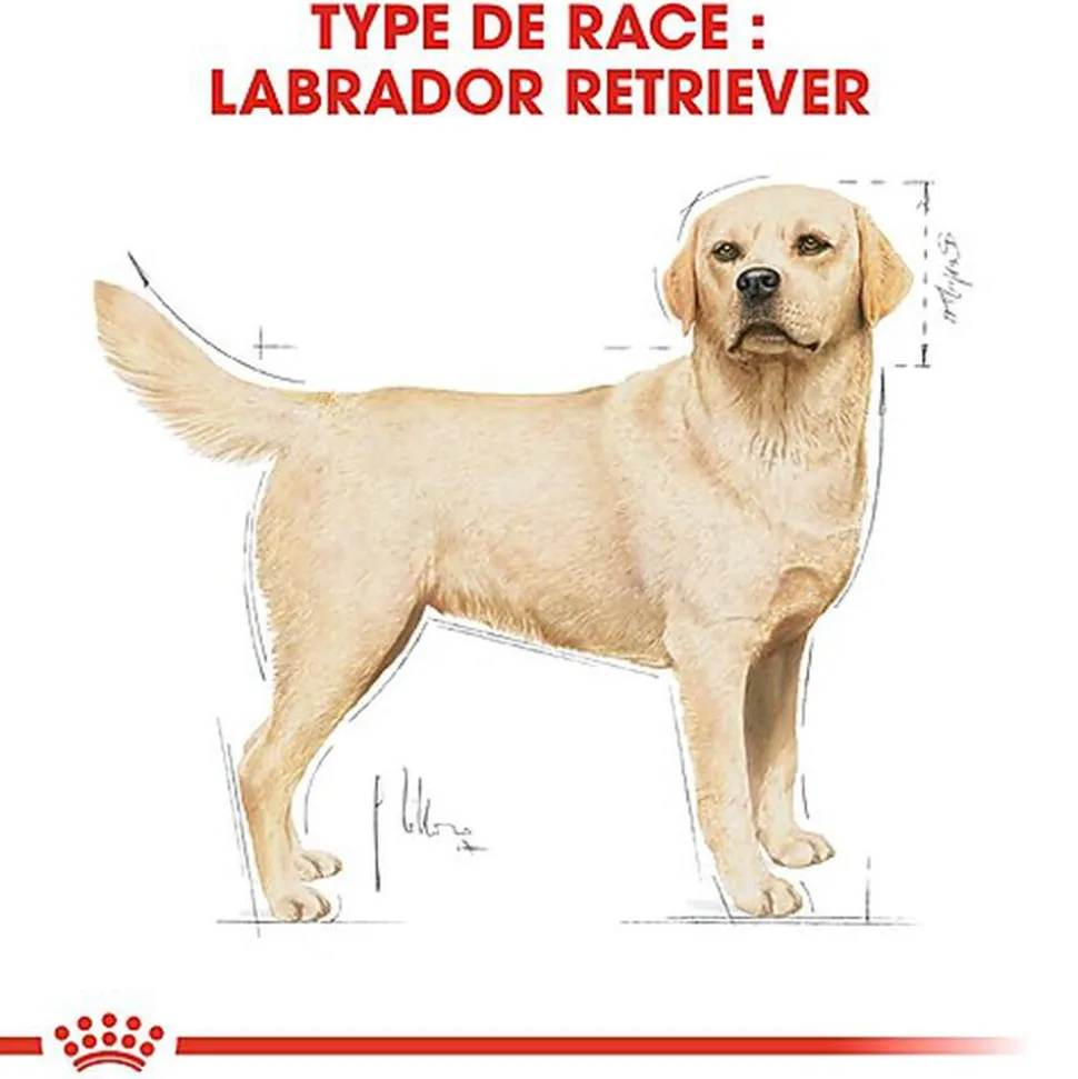 Royal Canin - Croquettes Labrador pour Chien Adulte