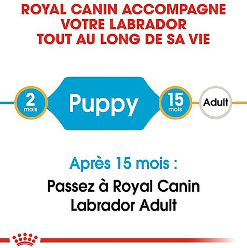 Royal Canin - Croquettes Labrador Junior pour Chiot - 12Kg